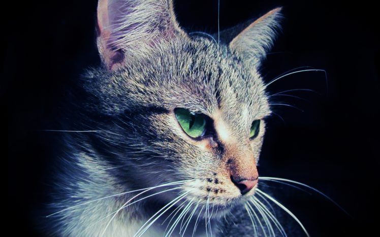 cat, Eyes HD Wallpaper Desktop Background