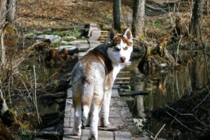 forest, Animals, Dogs, Husky, Wooden, Bridge, Swamps, Wolves