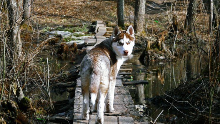 forest, Animals, Dogs, Husky, Wooden, Bridge, Swamps, Wolves HD Wallpaper Desktop Background