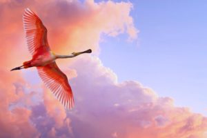 spoonbill bird, Birds, Fly, Sky, Nature, Orange, Clouds