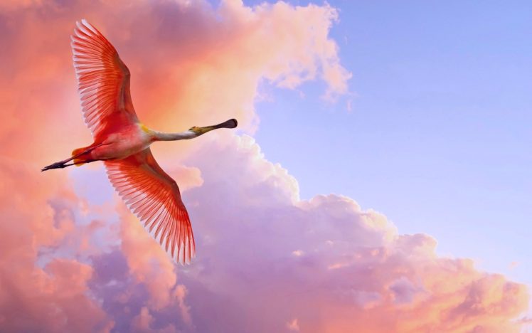 spoonbill bird, Birds, Fly, Sky, Nature, Orange, Clouds HD Wallpaper Desktop Background