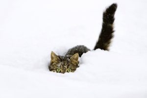 snow, Cats, Kittens, Funny, Animals, Fondo, Upscaled