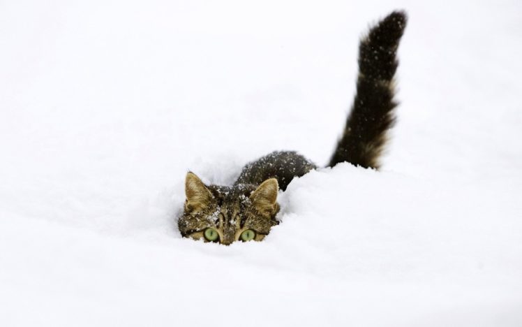 snow, Cats, Kittens, Funny, Animals, Fondo, Upscaled HD Wallpaper Desktop Background