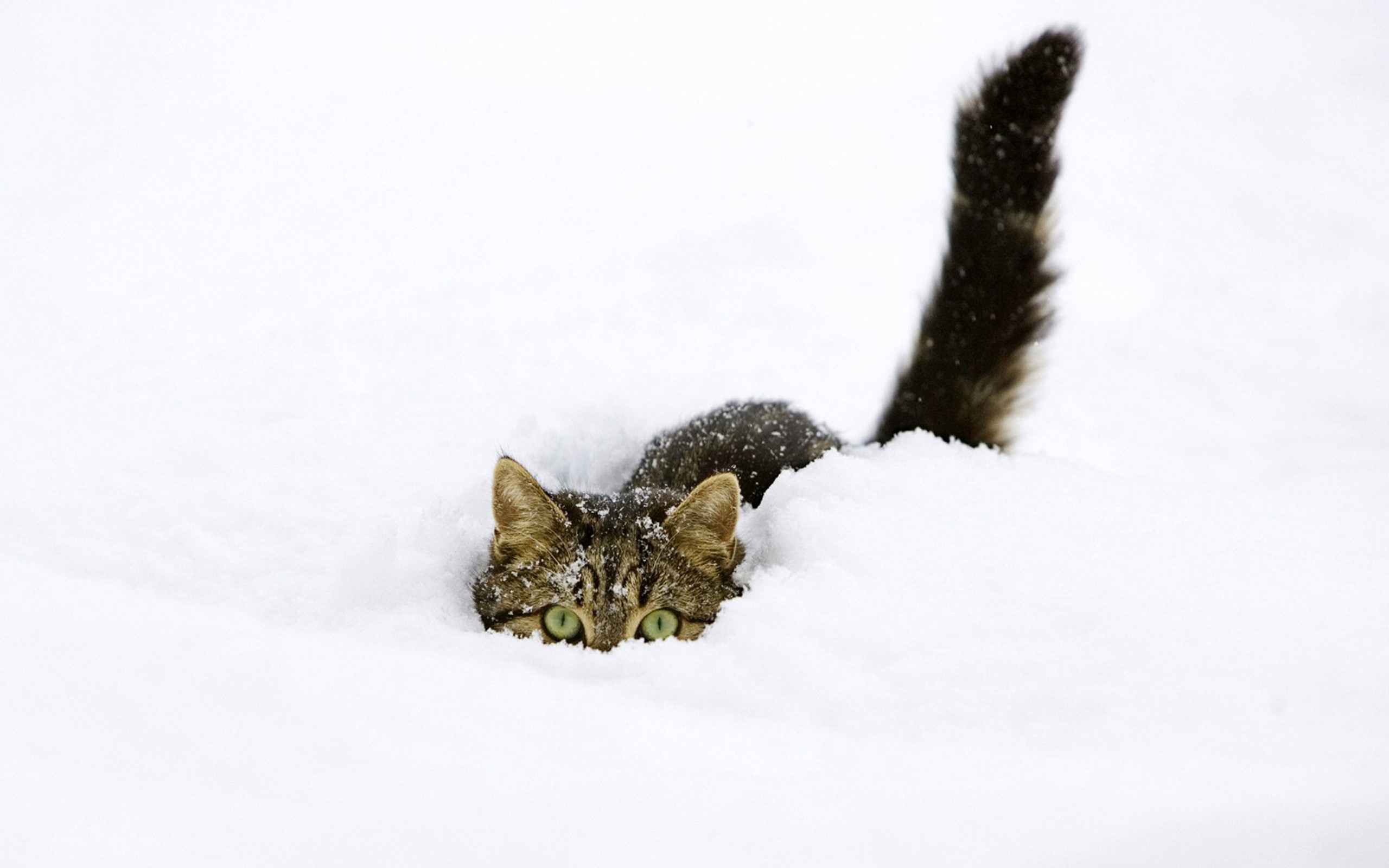 snow, Cats, Kittens, Funny, Animals, Fondo, Upscaled Wallpaper