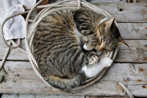cats, Sleeping, Ropes