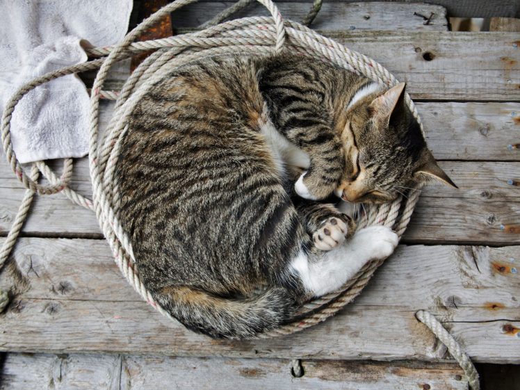 cats, Sleeping, Ropes HD Wallpaper Desktop Background