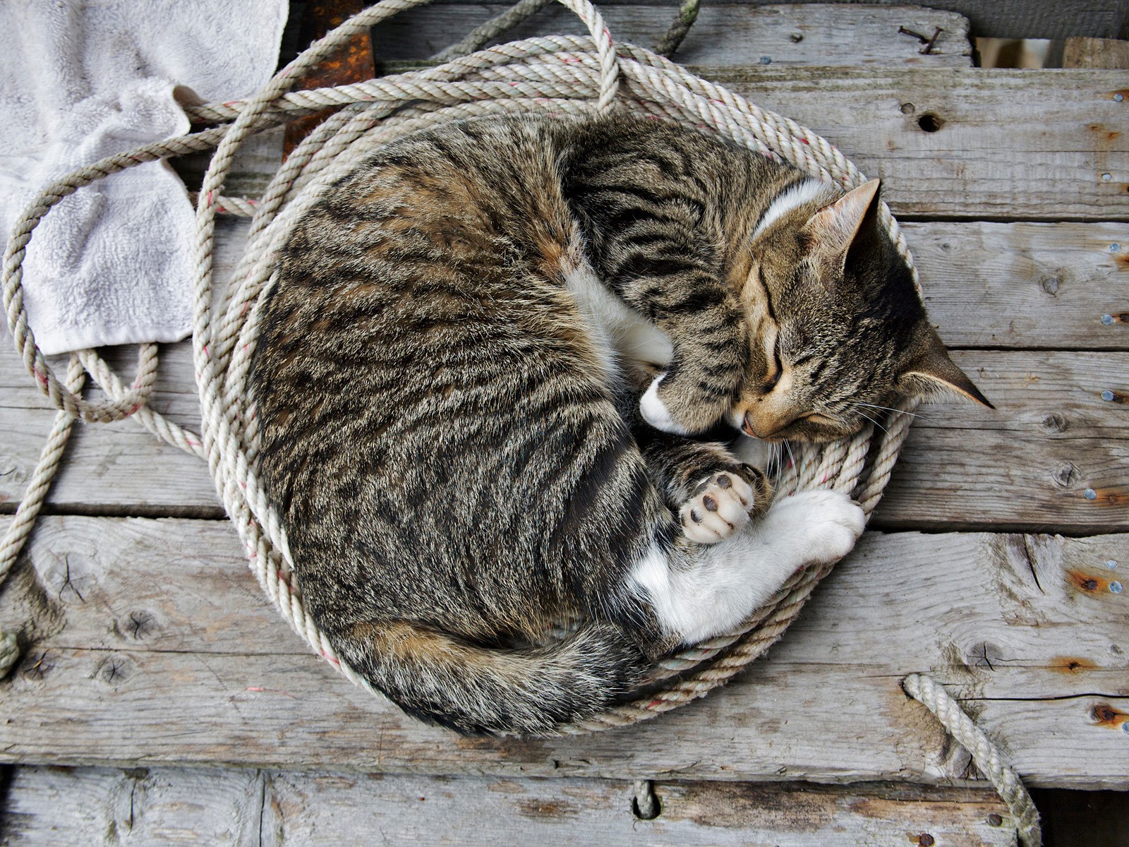 cats, Sleeping, Ropes Wallpaper