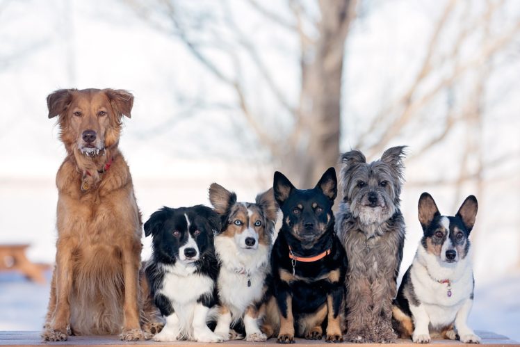 breeds, Dogs, Various HD Wallpaper Desktop Background