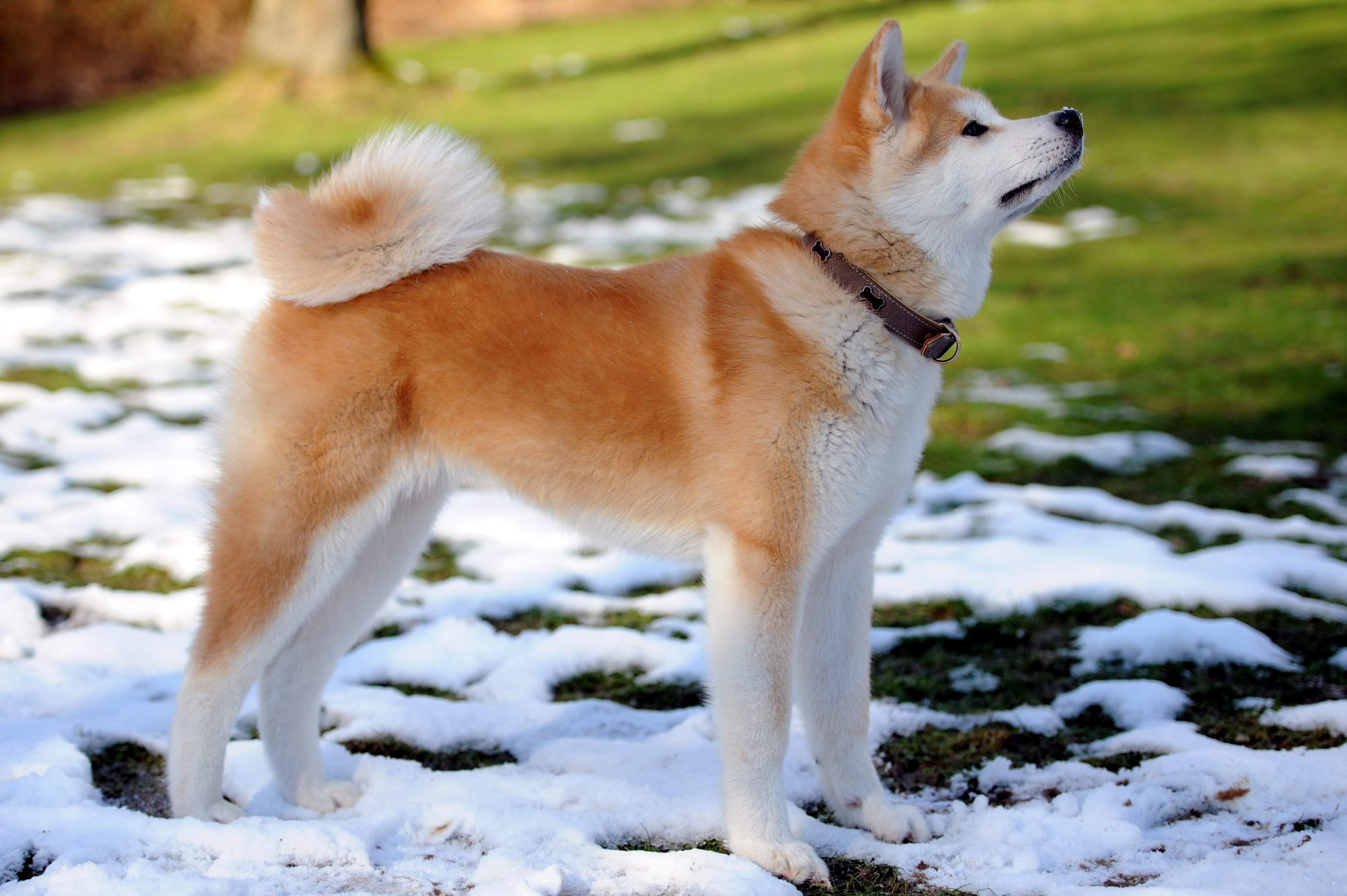 akita, Inu, Dog, Puppy, Friend, Collar, Spring, Snow, Animals Wallpaper