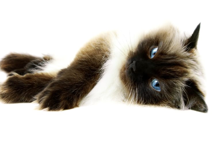 cats, Animals, Persian HD Wallpaper Desktop Background