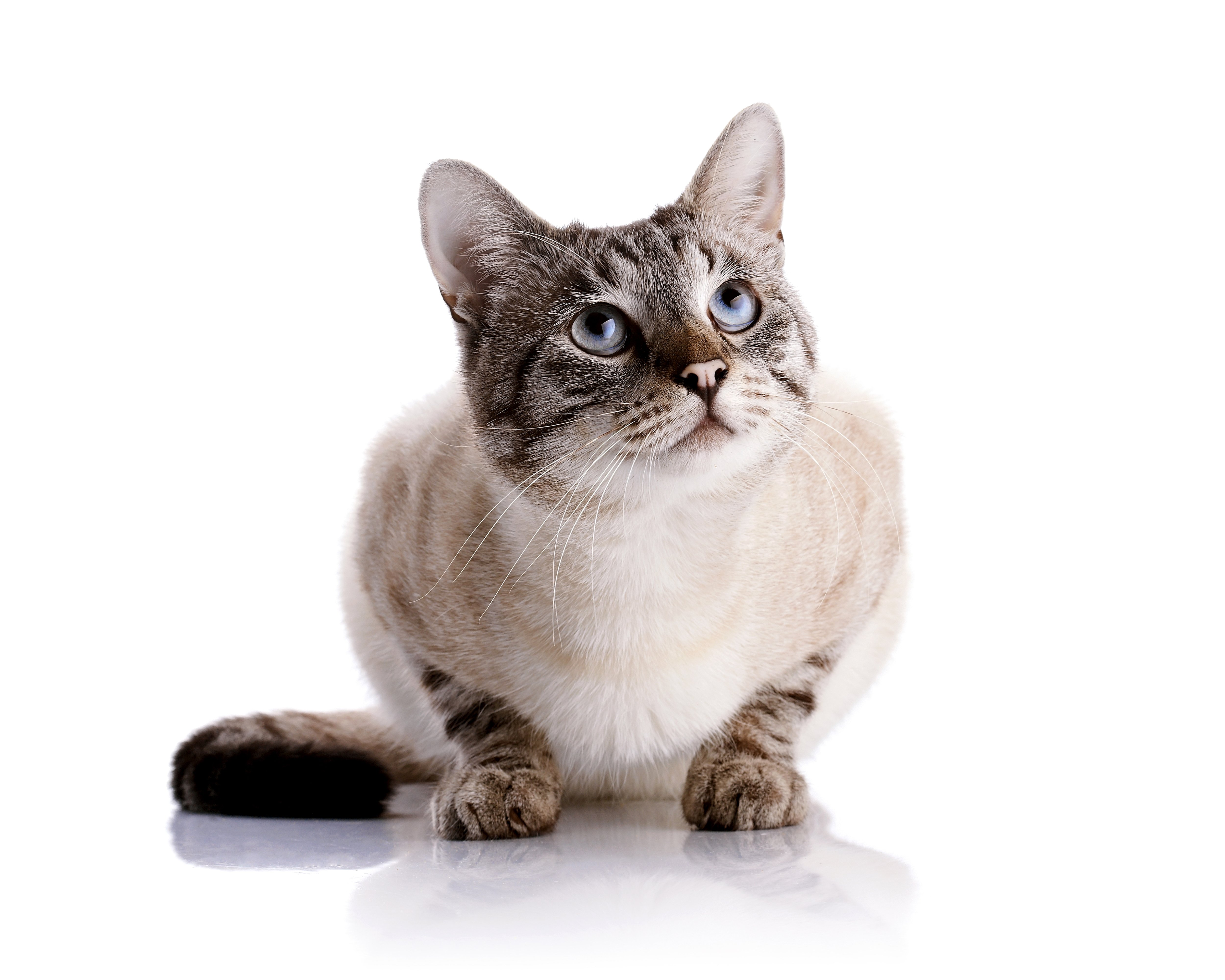 cats, Glance, Animals Wallpaper