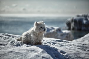 dog, Eyes, Friend, Winter, Snow, Animals