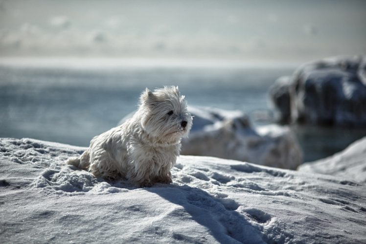 dog, Eyes, Friend, Winter, Snow, Animals HD Wallpaper Desktop Background