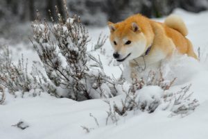 dogs, Akita, Snow, Animals, Winter