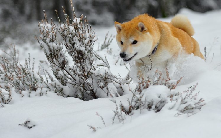 dogs, Akita, Snow, Animals, Winter HD Wallpaper Desktop Background