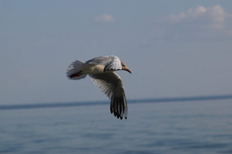 seagull, Sky, Distance, Flight, Soaring, Wings HD Wallpaper Desktop Background