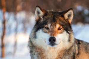 wolf, Eyes, Nose, Gray, Portrait, Animals, Nature, Wolves