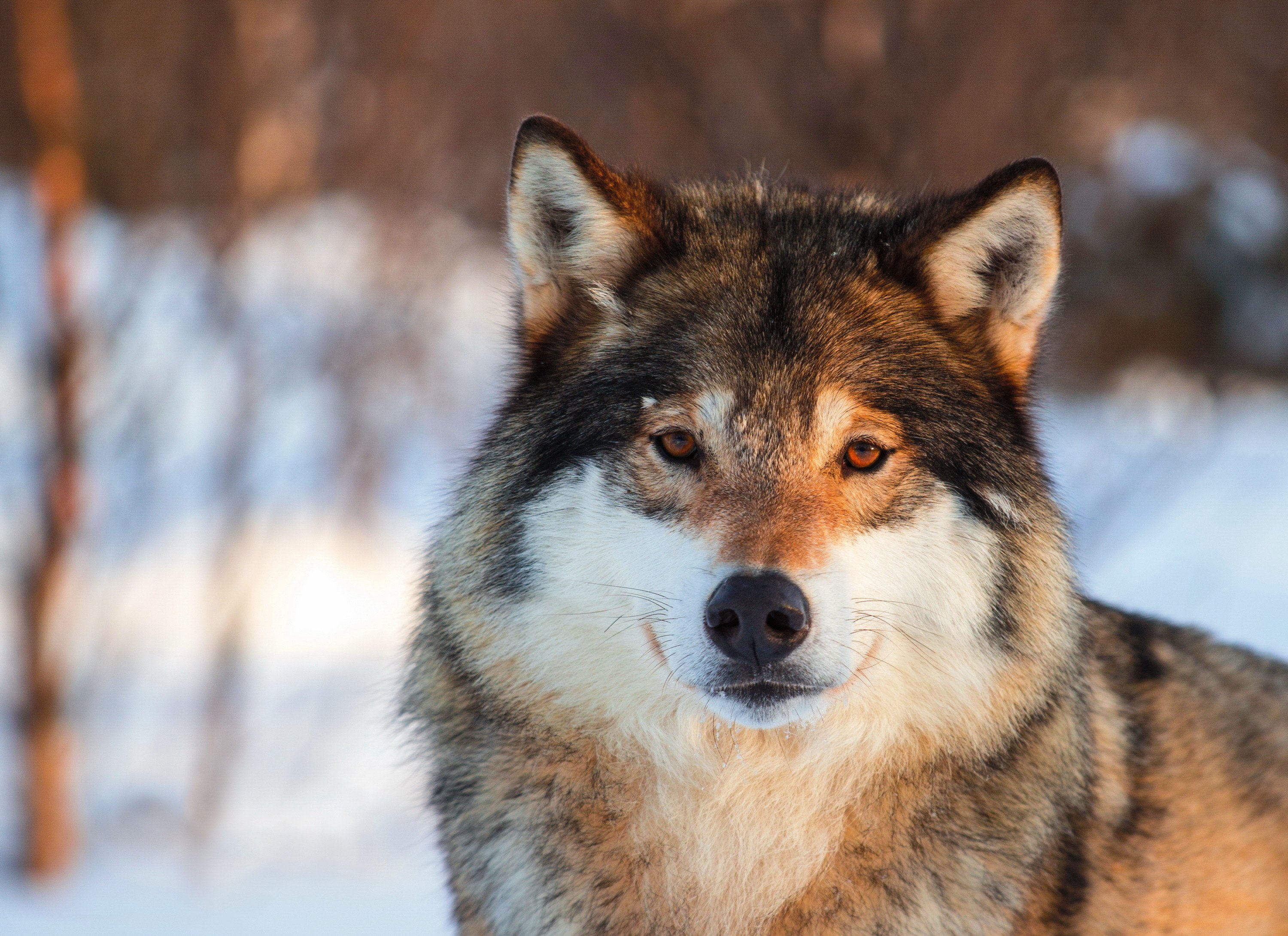 wolf, Eyes, Nose, Gray, Portrait, Animals, Nature, Wolves Wallpaper