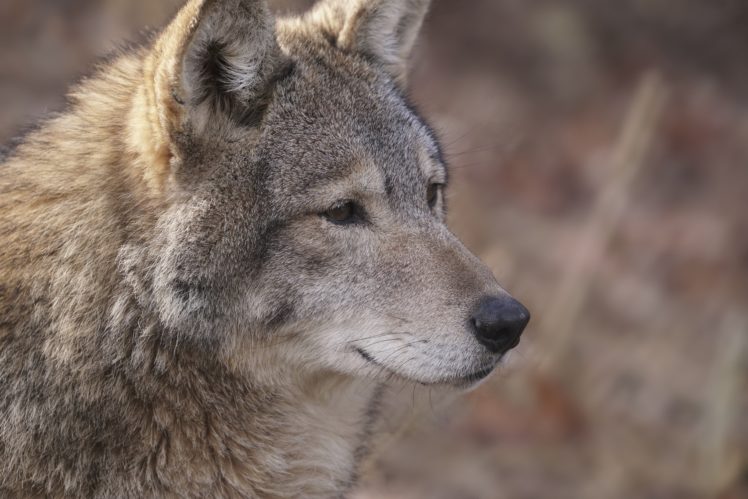 wolf, Predator, Snout, Portrait, Fur, Wolves HD Wallpaper Desktop Background