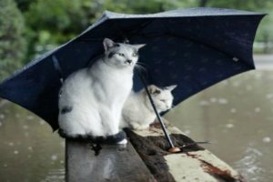 rain, Cats, Animals, Humor, Umbrellas