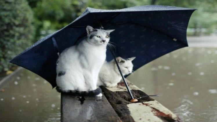 rain, Cats, Animals, Humor, Umbrellas HD Wallpaper Desktop Background