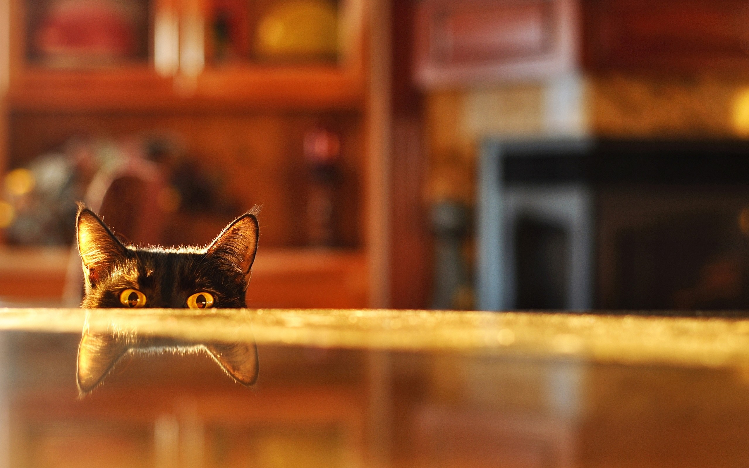 eyes, Cats, Depth, Of, Field, Reflections, Tabletop Wallpaper