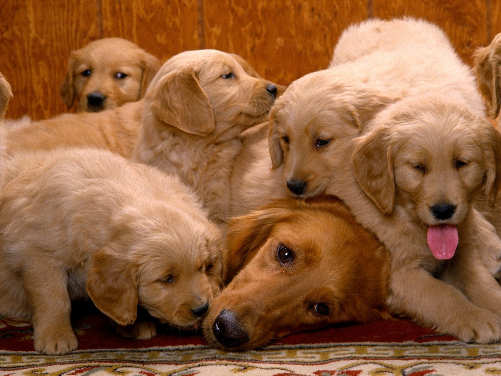 animals, Day, Dogs, Pets, Golden, Retriever Wallpaper