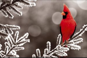 red, Cardinal