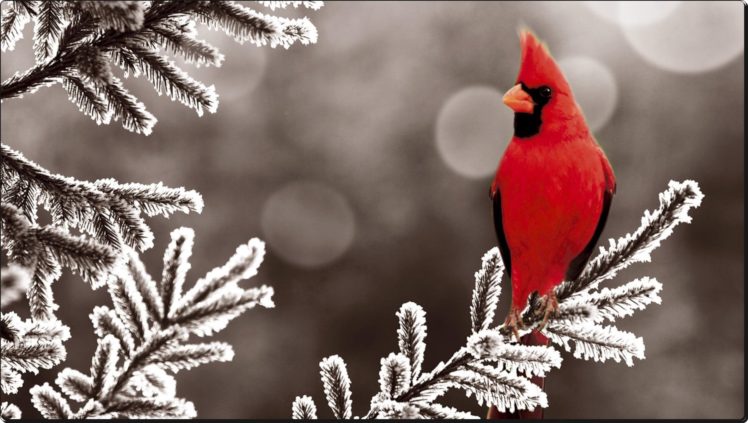 red, Cardinal HD Wallpaper Desktop Background