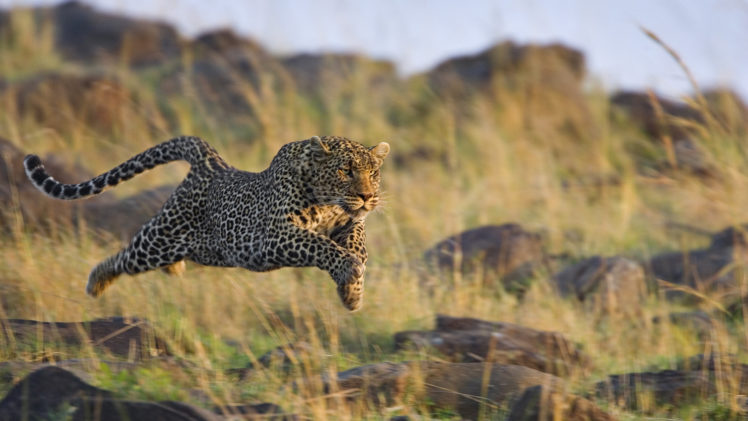 leopard, Cat, Predator, Jump HD Wallpaper Desktop Background