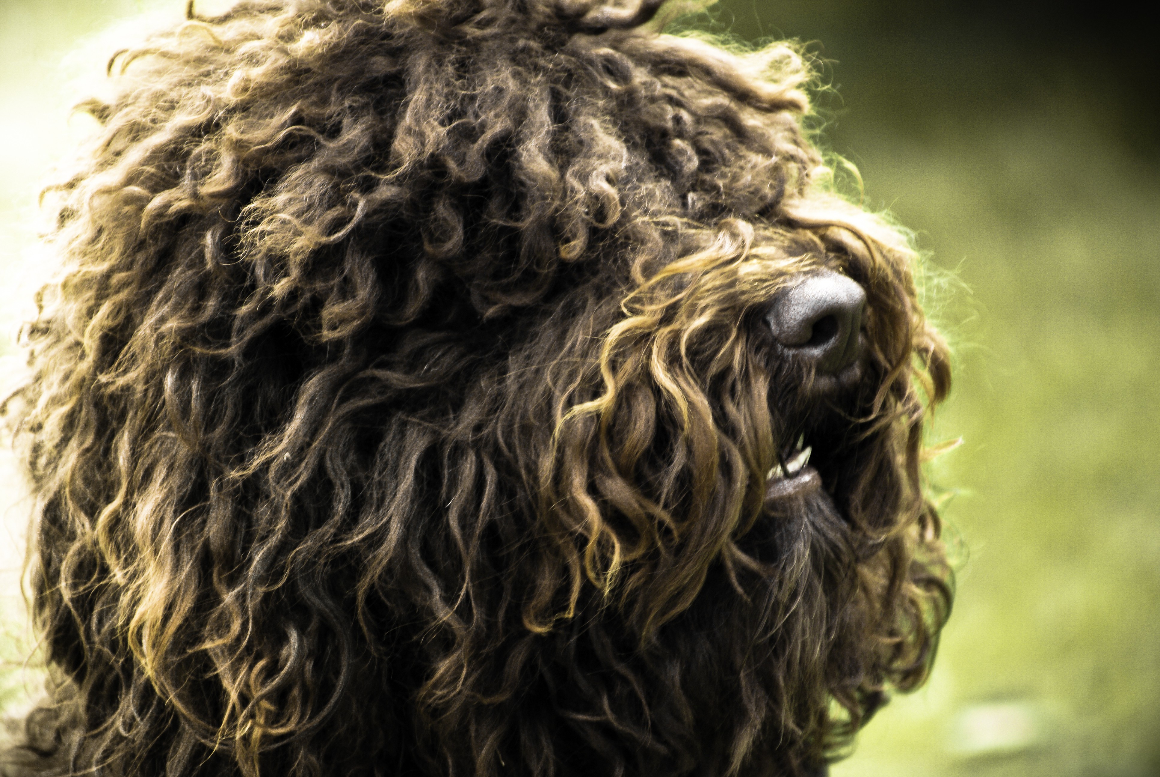 dogs, Long, Hair, Fur, Depth, Of, Field, Photomanipulation Wallpapers ...