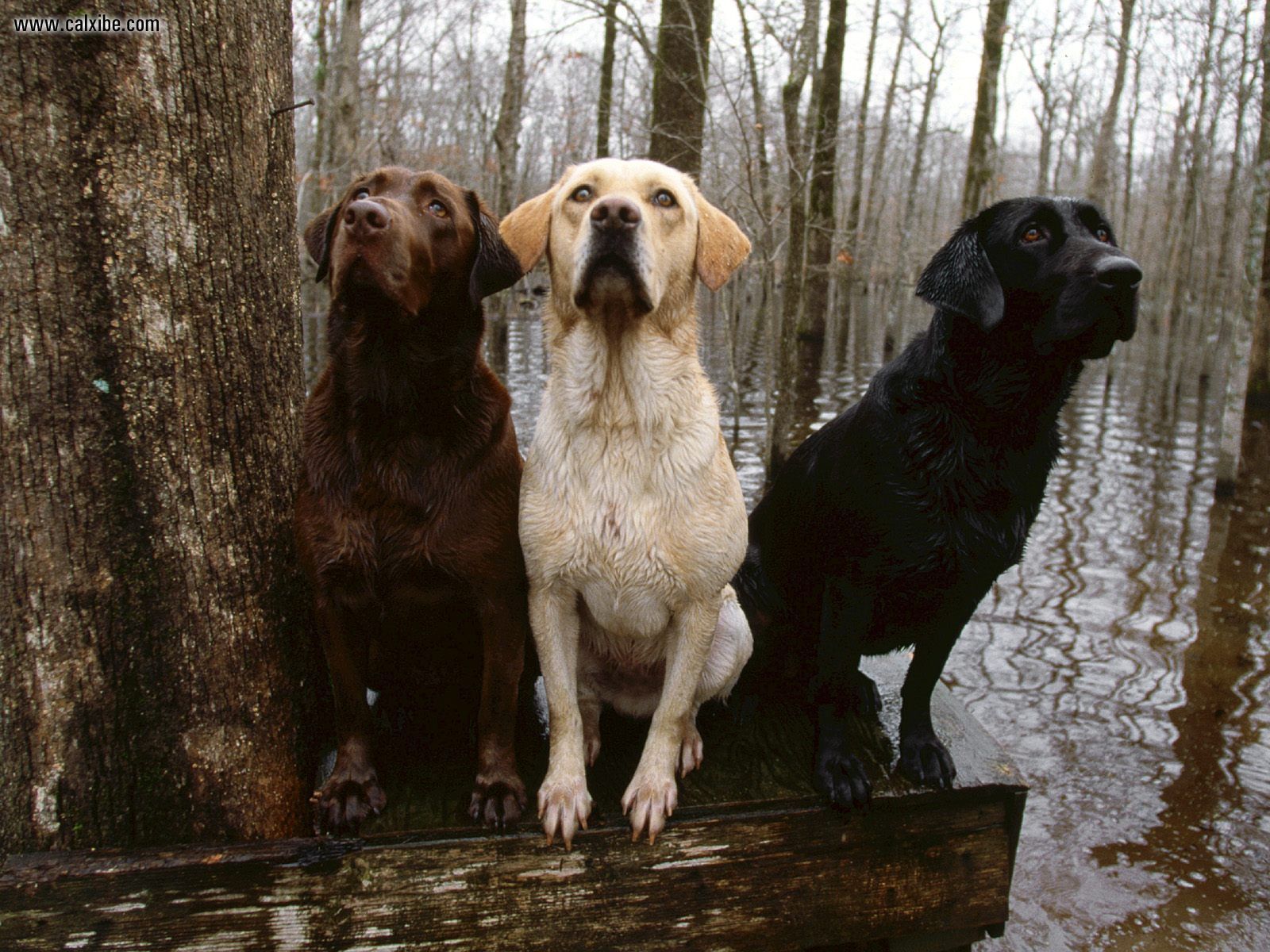 dogs Wallpaper