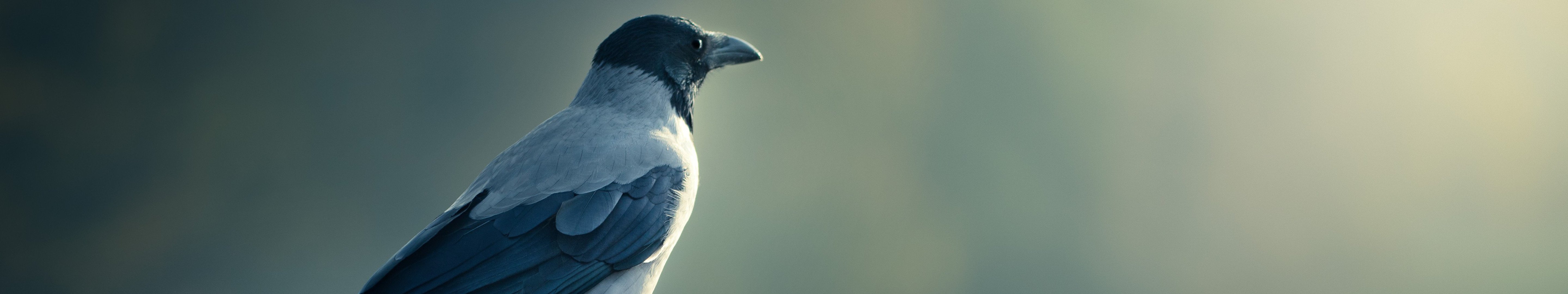 wallpaper, Triple, Multi, Multiple, Monitor, Screen, Crow, Corbeau, Corneill Wallpaper