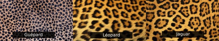 wallpaper, Triple, Multi, Multiple, Monitor, Screen, Leopard, Jaguar, Gepard, Cheetah HD Wallpaper Desktop Background
