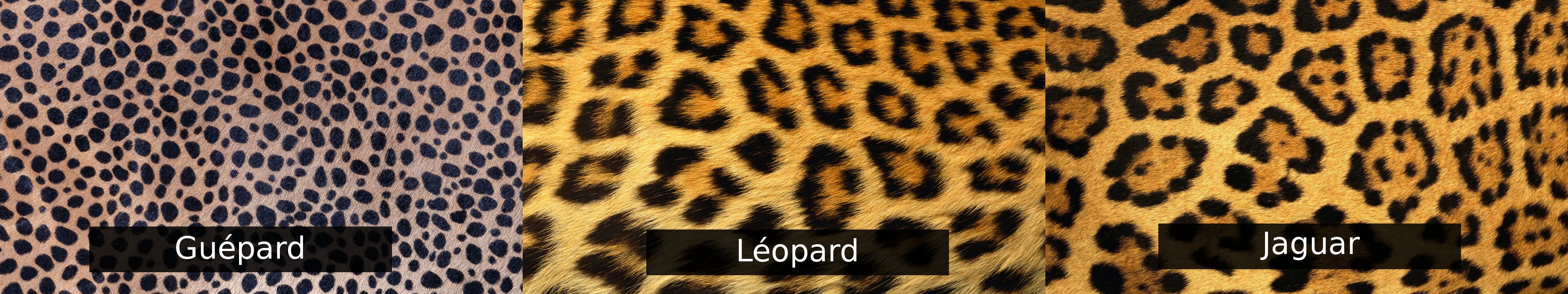 wallpaper, Triple, Multi, Multiple, Monitor, Screen, Leopard, Jaguar, Gepard, Cheetah Wallpaper