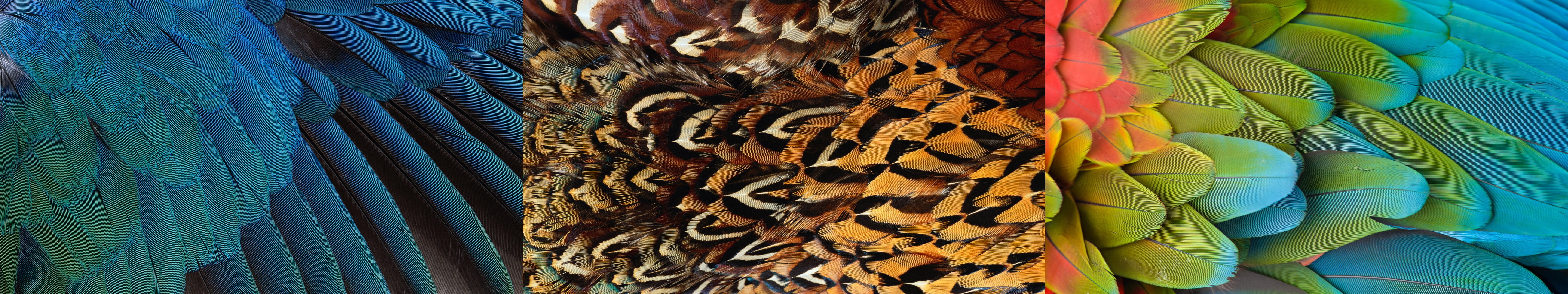 wallpaper, Triple, Multi, Multiple, Monitor, Screen, Plumage, Plume, Feathe Wallpaper