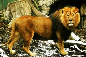 lion, King
