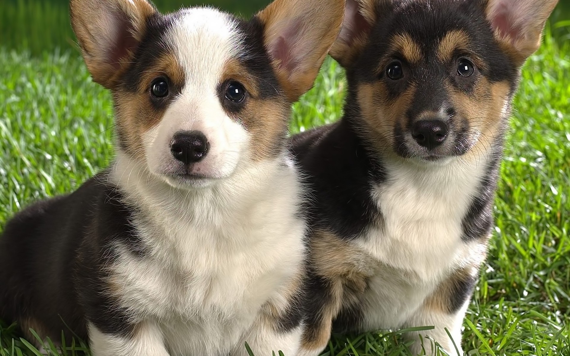 dogs Wallpaper