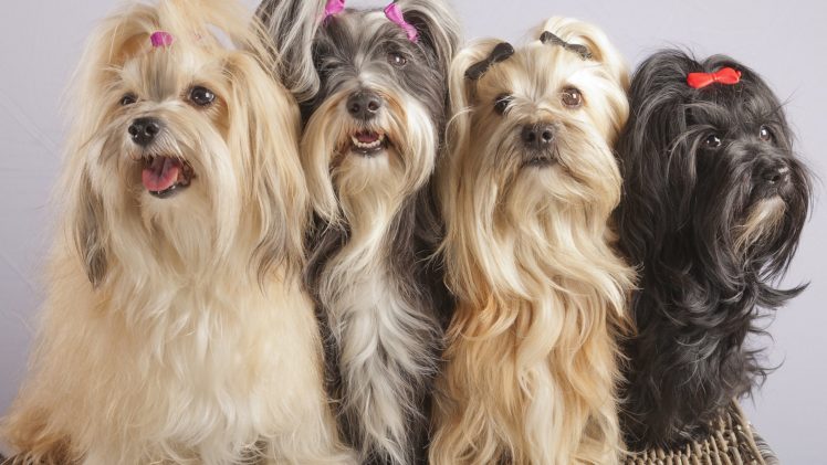 dogs, Cute, Animal, Buckle HD Wallpaper Desktop Background