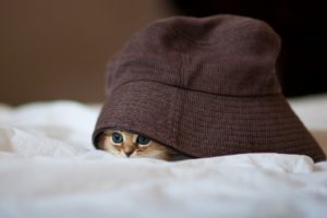 little, Kitty, Hiding