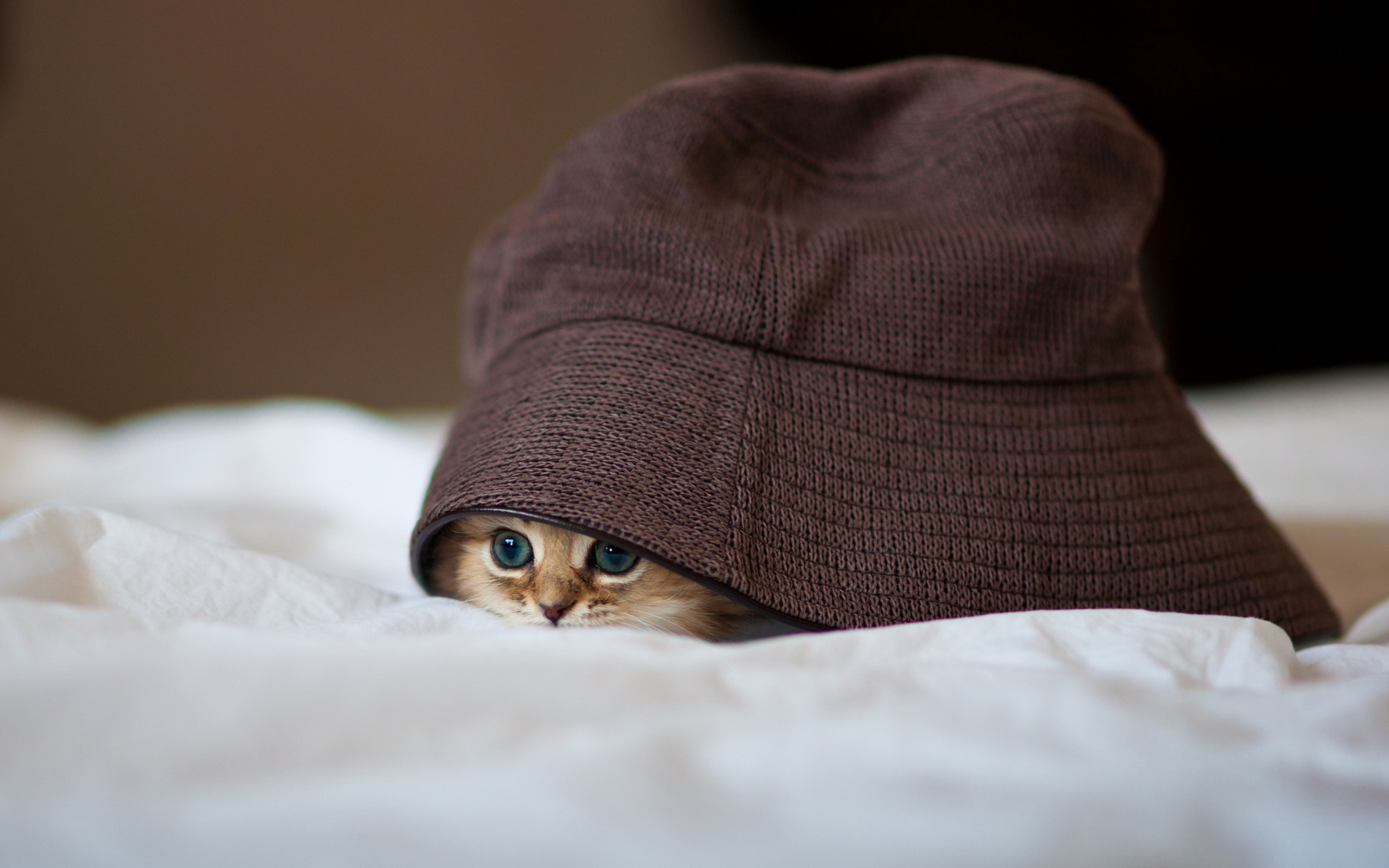 little, Kitty, Hiding Wallpaper