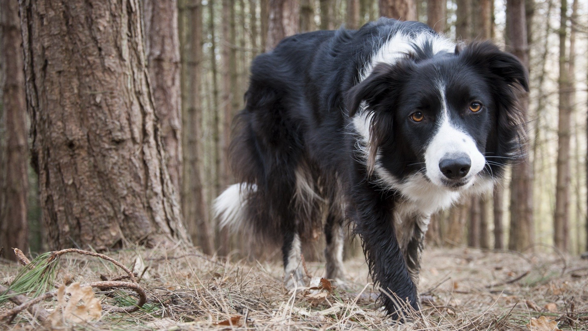 collie Wallpaper