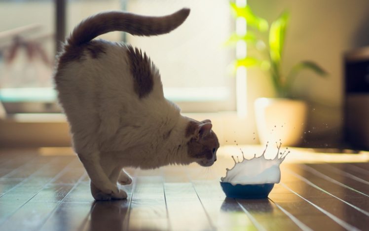 cat, Milk, Splash HD Wallpaper Desktop Background