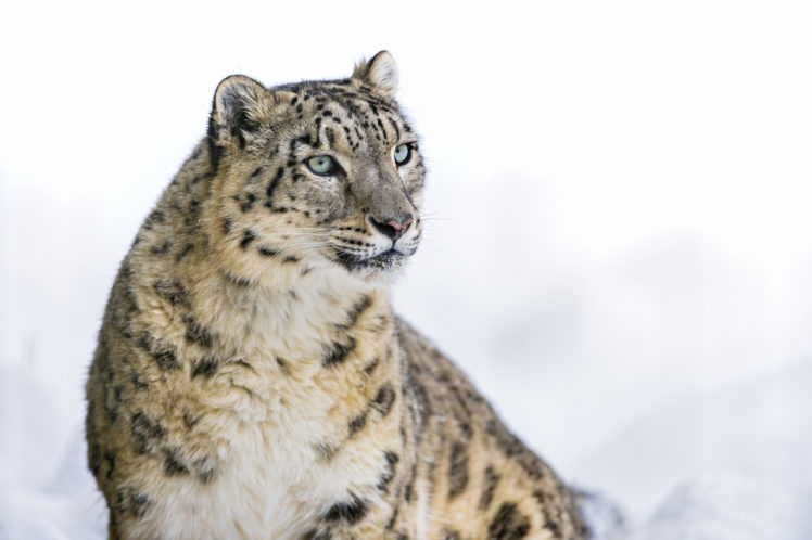 cats, Snow, Leopards, Glance, Animals HD Wallpaper Desktop Background