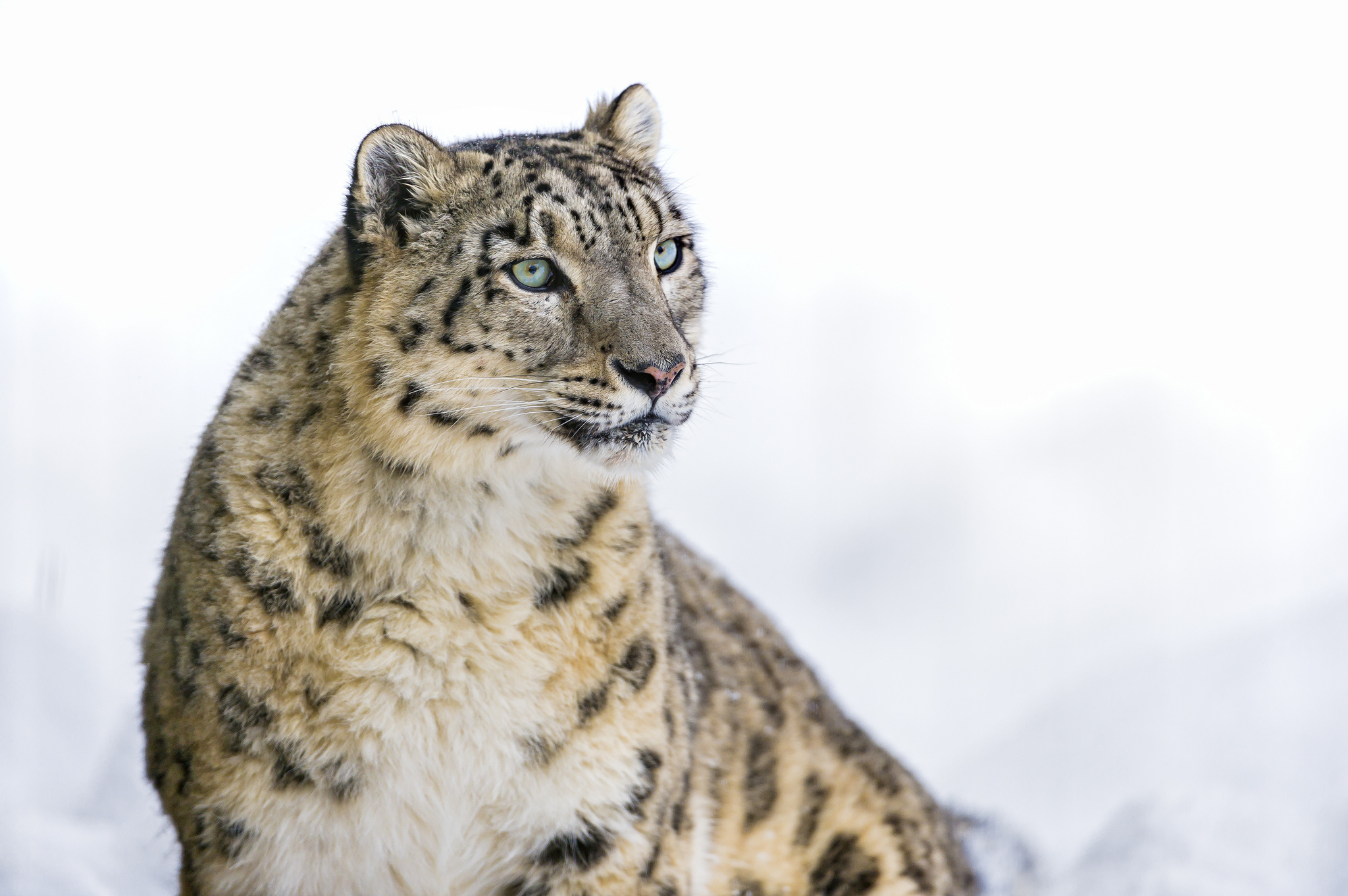 cats, Snow, Leopards, Glance, Animals Wallpaper