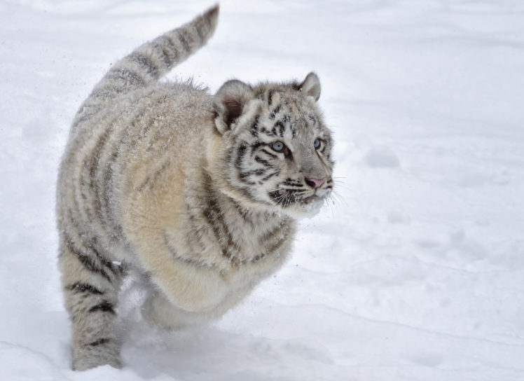 cats, Tigers, Cubs, Glance, Snow, Animals HD Wallpaper Desktop Background