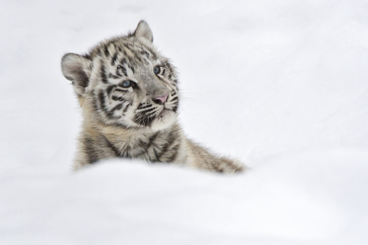 cats, Tigers, Cubs, Glance, Snow, Animals HD Wallpaper Desktop Background