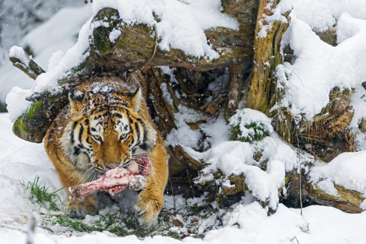 cats, Tigers, Snow, Animals HD Wallpaper Desktop Background