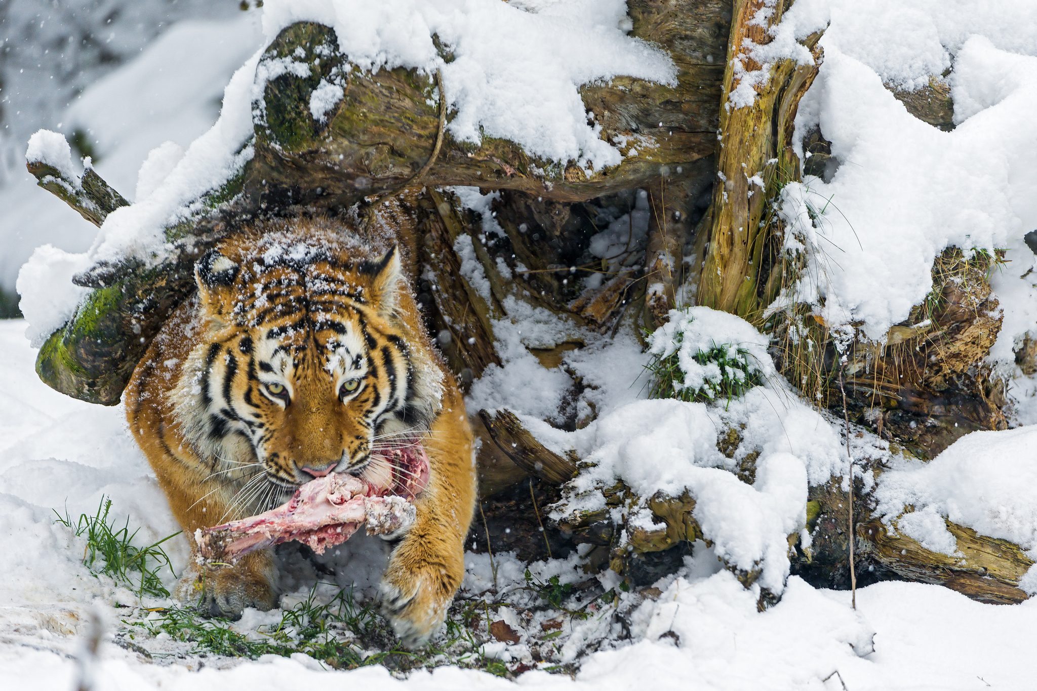 cats, Tigers, Snow, Animals Wallpaper