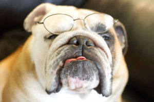dogs, Bulldog, Glasses, Snout, Animals